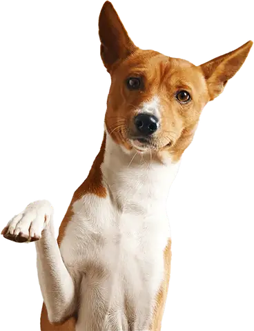 Câine basenji cu laba ridicată