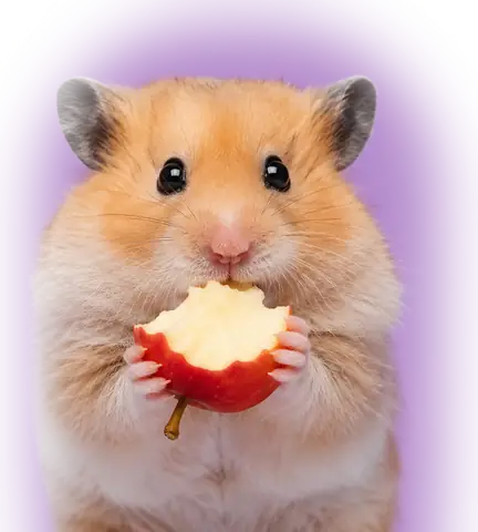 Hamster care ronțăie un măr