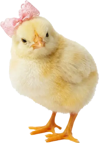 Pui de găină cu fundiță roz