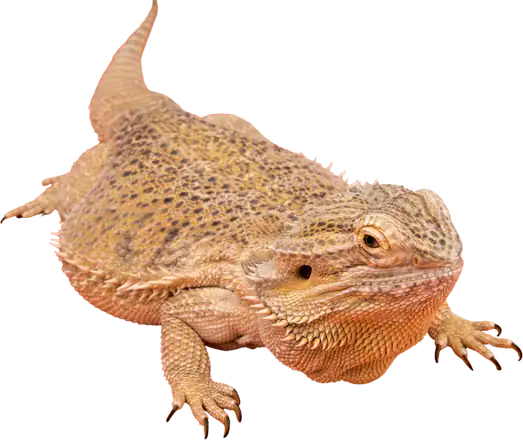Agamă bărboasă