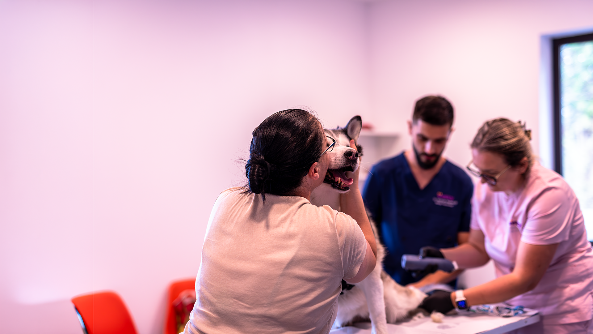 Echipa Vetty la consultul unui husky